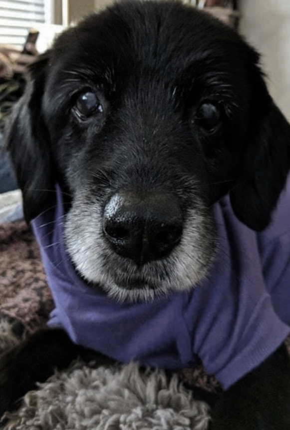 Best in Dogs tweet media