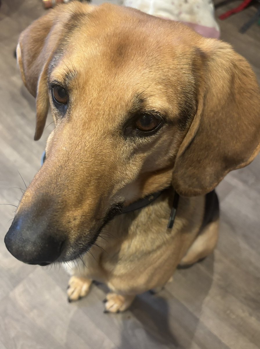 I decided to have cheese for breakfast. Someone decided to supervise.