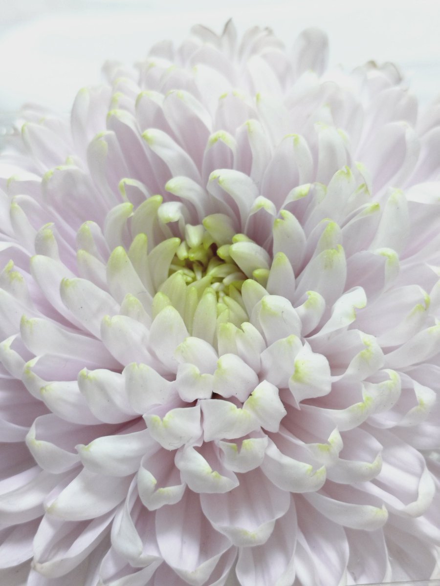 今年は美術館巡りも増やしたいと思いつつ訪問記録を取る余裕がなかった。
その中でも正倉院展と大山崎山荘に行けたのは良かったな。
一年ぶり二度目の喪中につき新年もご挨拶などはいたしませんが
みなさまのポストで次の美術館博物館訪問の意欲を摂取しつつアウトプットできればいいなと思います。