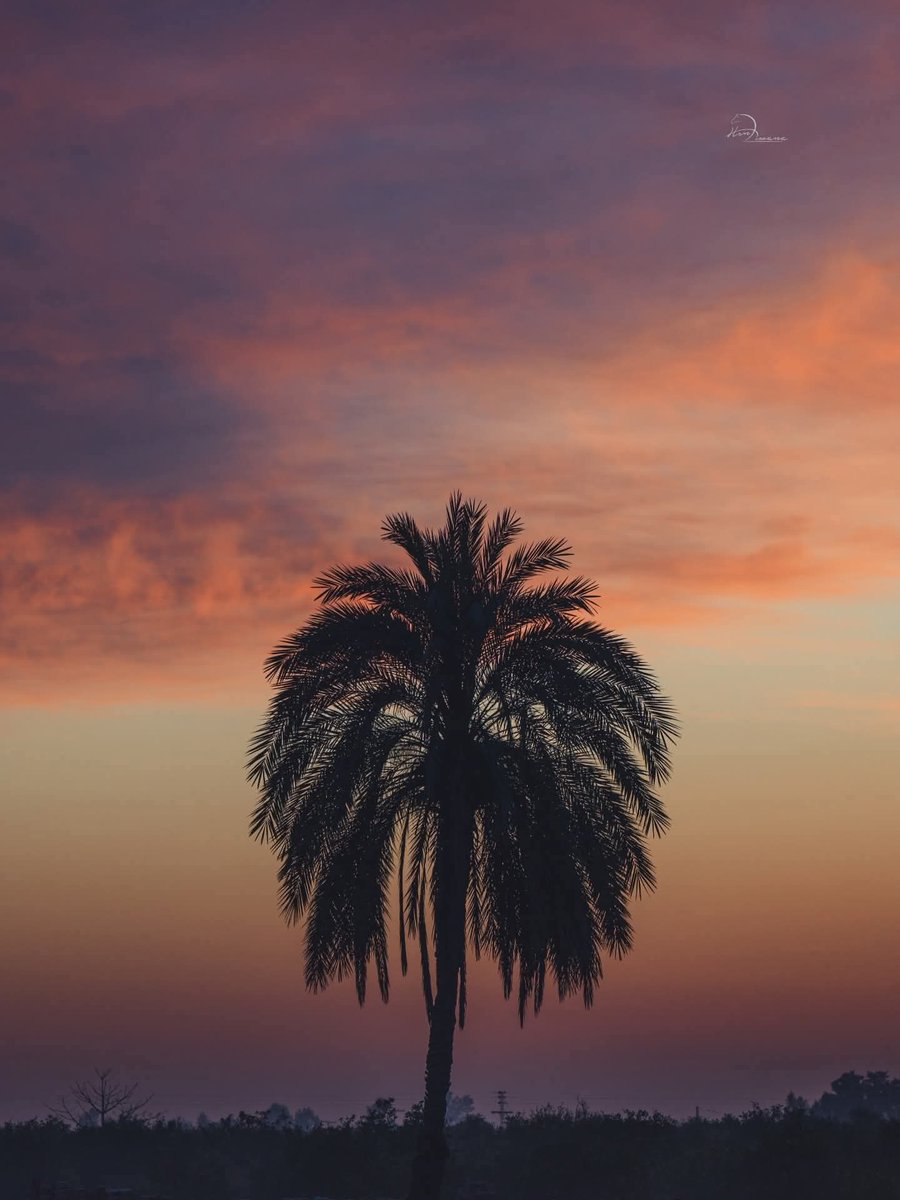 صحرائی گرداب tweet media