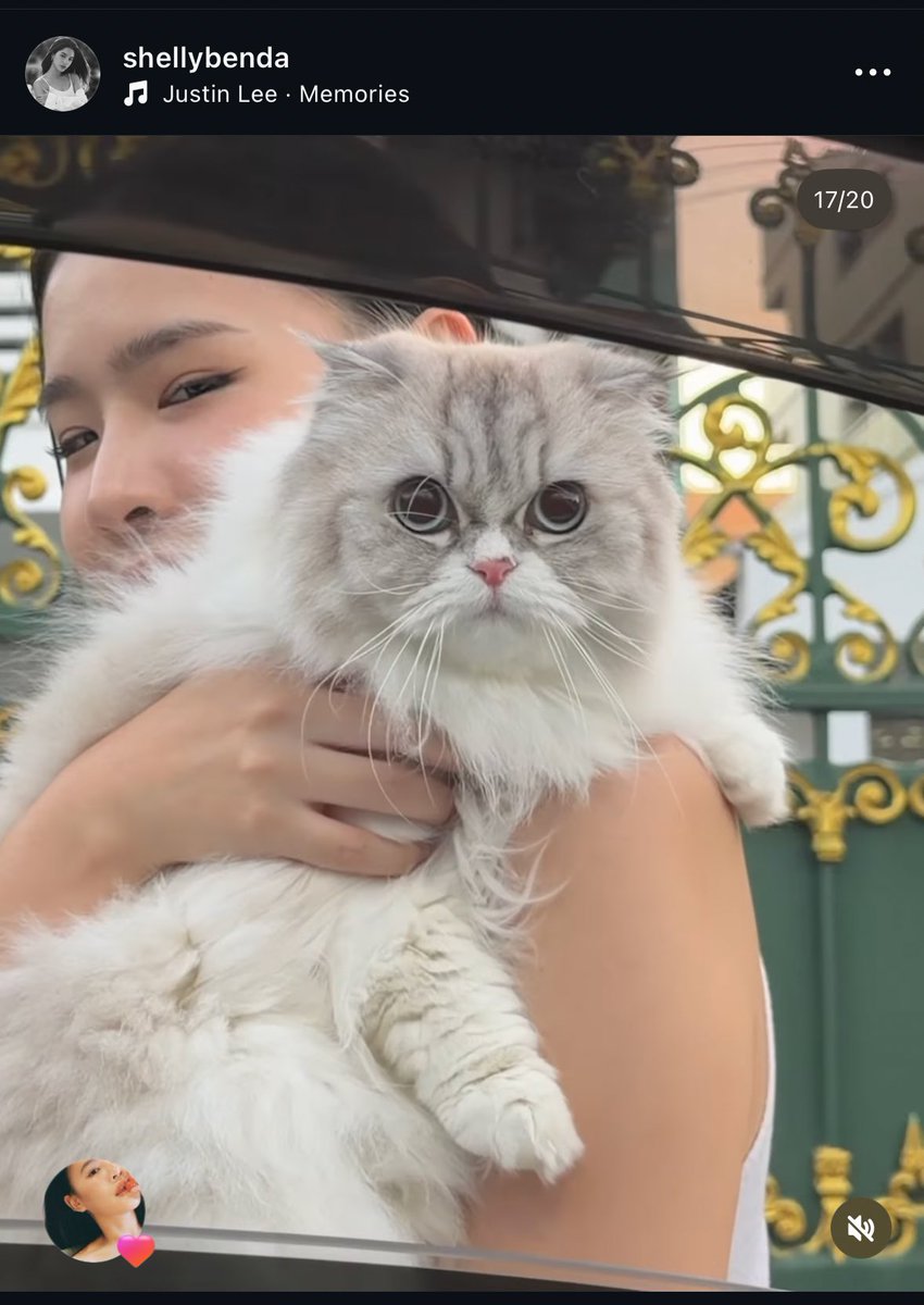 Leia | Teddies 🧸 tweet media