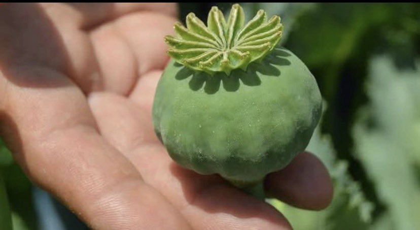 Aşağıdaki yazı Ahmet Soyak imzasıyla dolaşmakta. İçerisindeki bilgileri teyit etmeden yayınlıyorum. Uzmanların yorumlarına bırakıyorum.

DÜNYA SİSTEMİNİ ANADOLU ÇİFTÇİSİ ÇÖKERTEBİLİR.
 
Ahmet Soyak

 1. Morfin Nedir?: Haşhaş kapsülünün içinde bulunan, ağrıyı kesen en güçlü ve