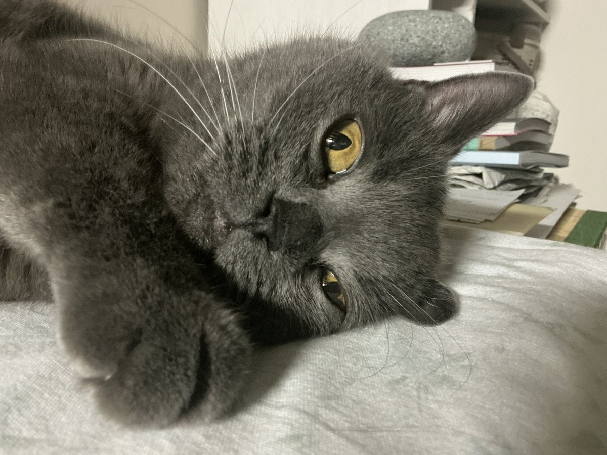 もうすぐ今年も終わりますね。
まだ落ち着かず、年越しそばの準備と明日のお雑煮の準備しております。年末って本当やること多い〜
うっかり道端で買っちゃった銀杏を炒ってつまみながら。
今年もありがとうございました。たくさん描いて見てもらえて幸せでした。来年もよろしくお願いします。