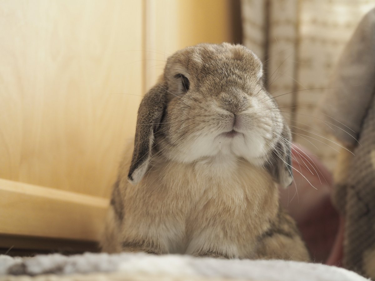 himari_bunny's tweet photo. 今年もありがとうございました
良いお年をお迎えください

ひまり https://t.co/ahppIsXIgq