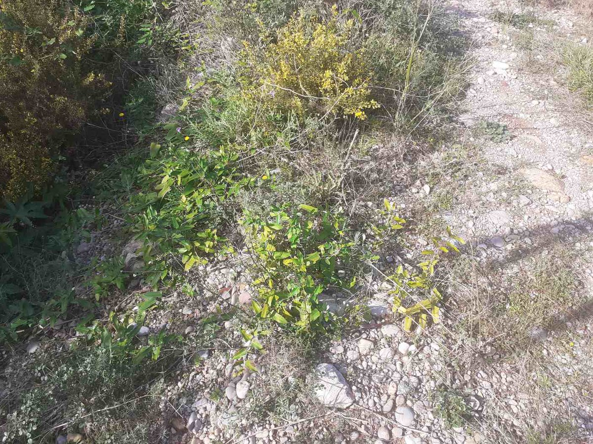 elriumillars's tweet photo. 🛑 Detectada la presència de miraguano (Araujia sericifera), espècie exòtica invasora, a la llacuna 2 i talús.

Ja s’han iniciat els treballs per a la seua retirada.🌿 https://t.co/96nh9Yg63R