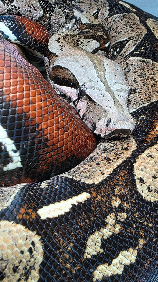 Hannibal_Boa's tweet photo. 今年も一年ありがとうございました！
来年もよろしくお願いいたしますボア🐍 https://t.co/Wzq2dpt5GZ