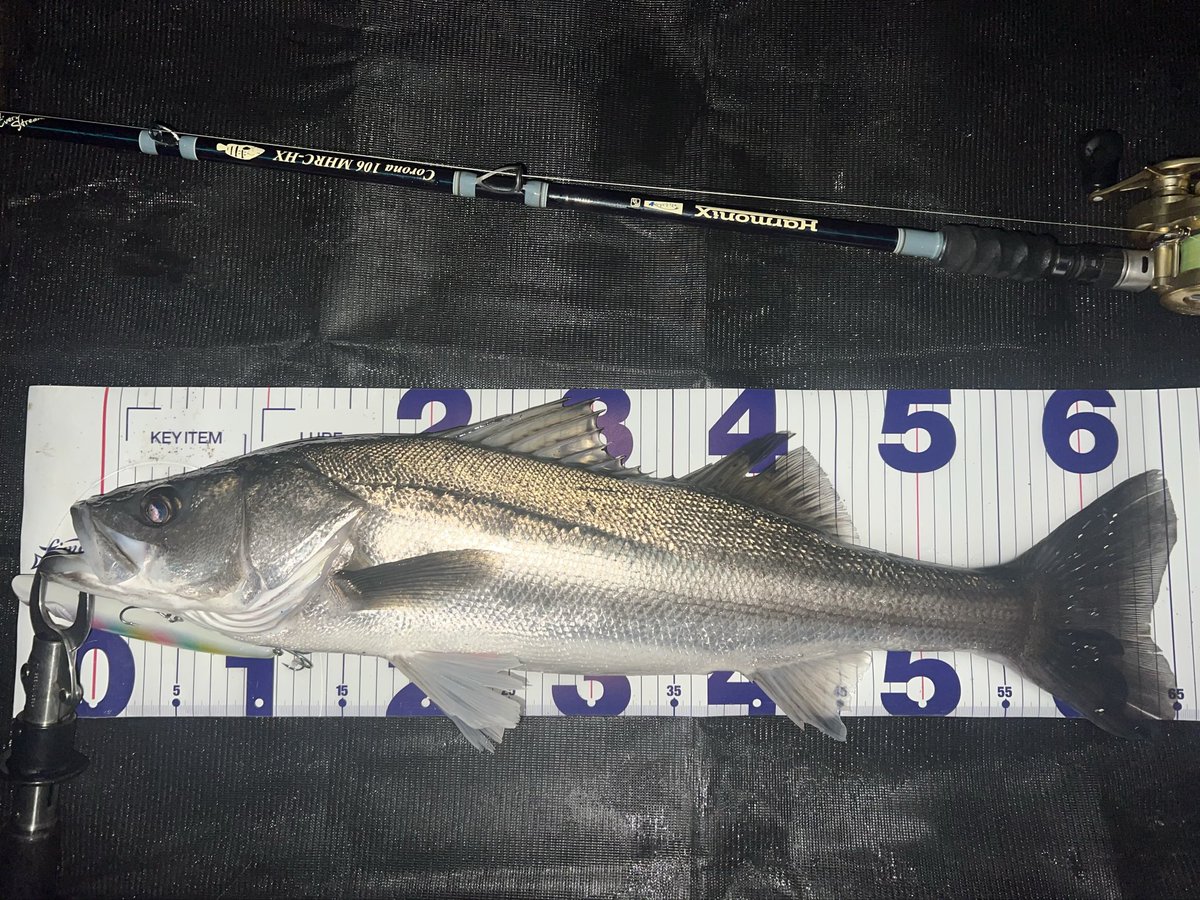 ゆうた tweet media