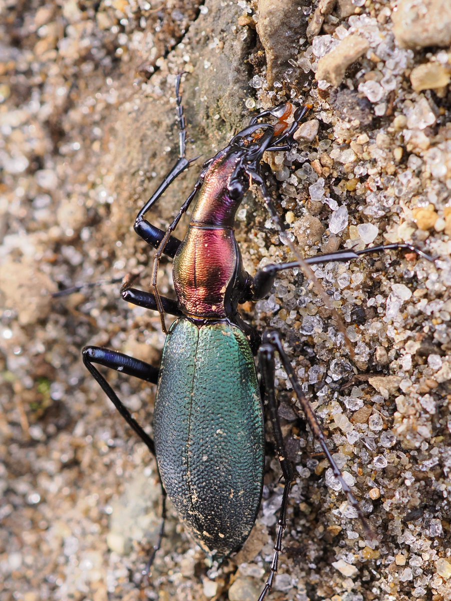 weaponshouwa's tweet image. 尻までピカピカで金色を帯びるキタカブリ。
宮城県北東部の山を掘ると、たまに出てきます。