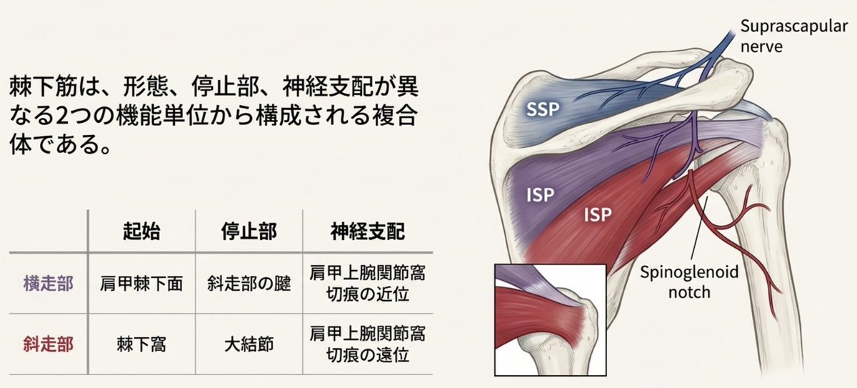 physio_17's tweet photo. 棘下筋は2つの機能単位（横走部、斜走部）から構成される https://t.co/zNmVZsZ5SF