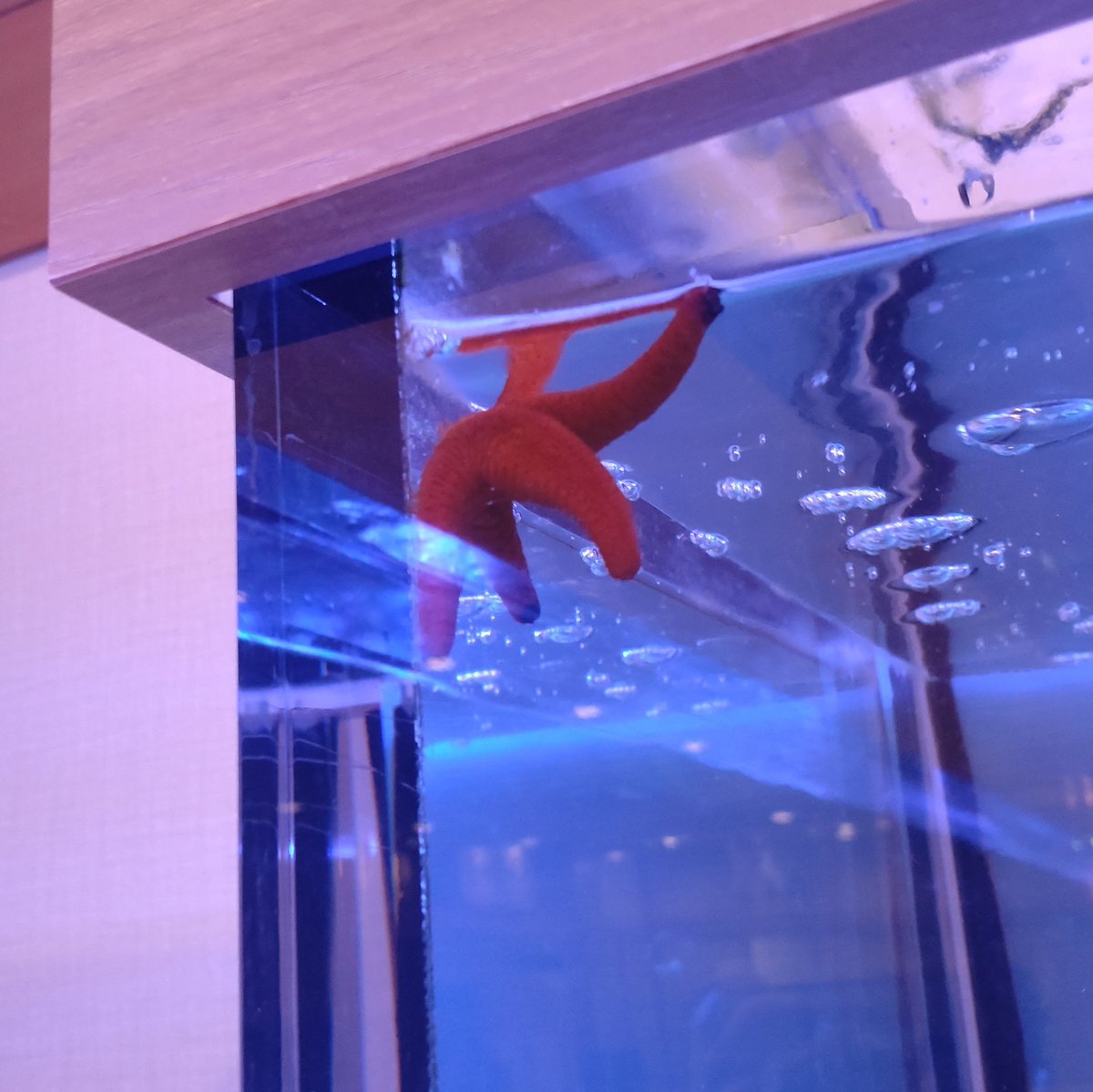 もう大晦日！
全然関係ないけどこれは前に撮ったクニャクニャのかわいいヒトデ