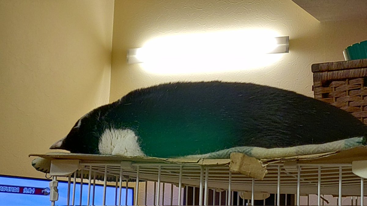 ペイやん ＊＊ tweet media