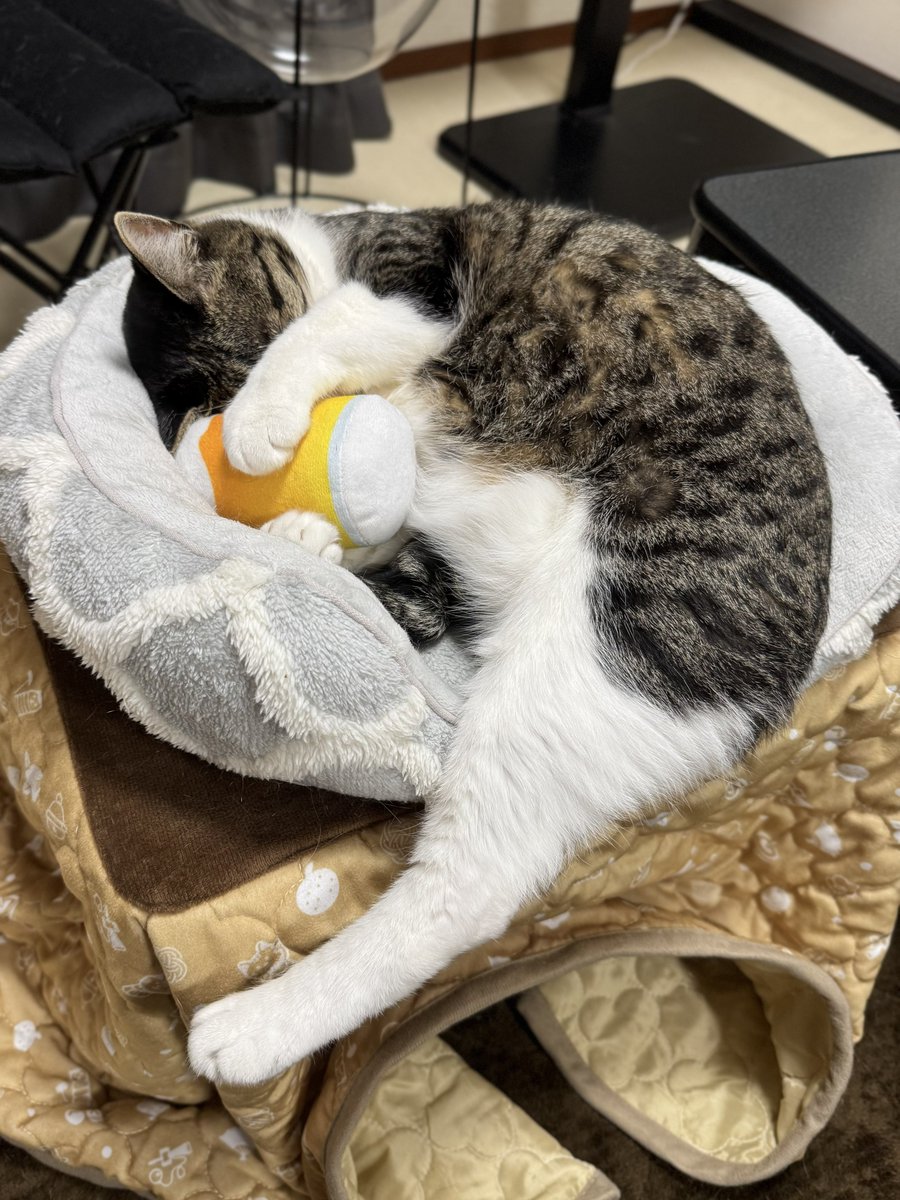 ぎんのねこ (@ginnonekoch) / Posts / X