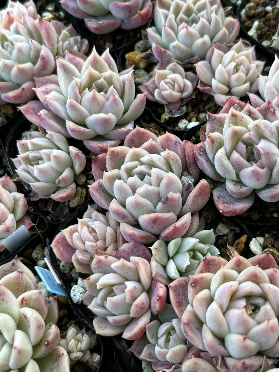 紅白多肉合戦🪷⟡.·*.
白組𓂃 𓈒𓏸 𓋜 . *

4枚目は桜子×ルルコが可愛くなっていたので、ほんのりピンクだけど、白組でお披露目=͟͟͞͞=͟͟͞͞((   ¨̮)🌱

良いお年をお迎えください～🪷