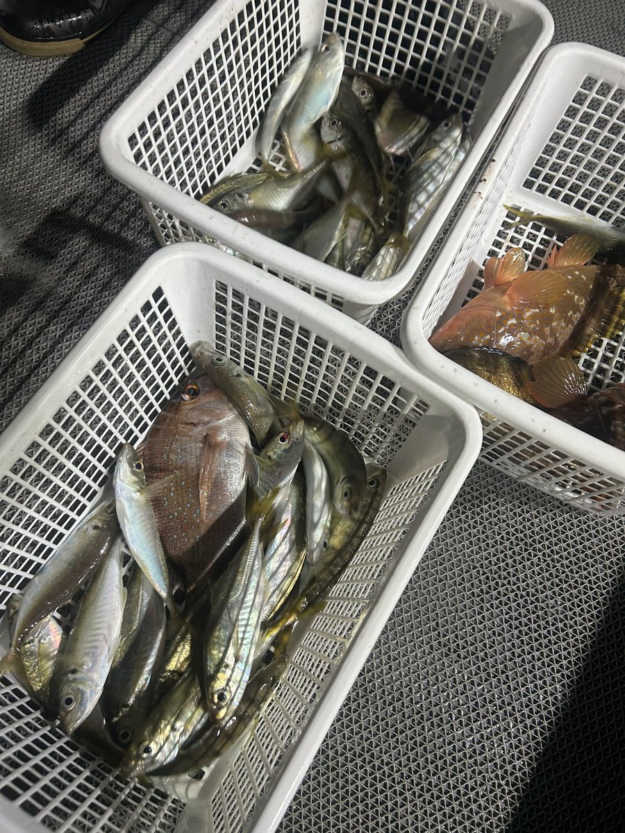 ワンダーバードはバチコンゲームも！
んたのしいぃぃん！

#遊漁船ワンダーバード #ヤバいぜシコチュー