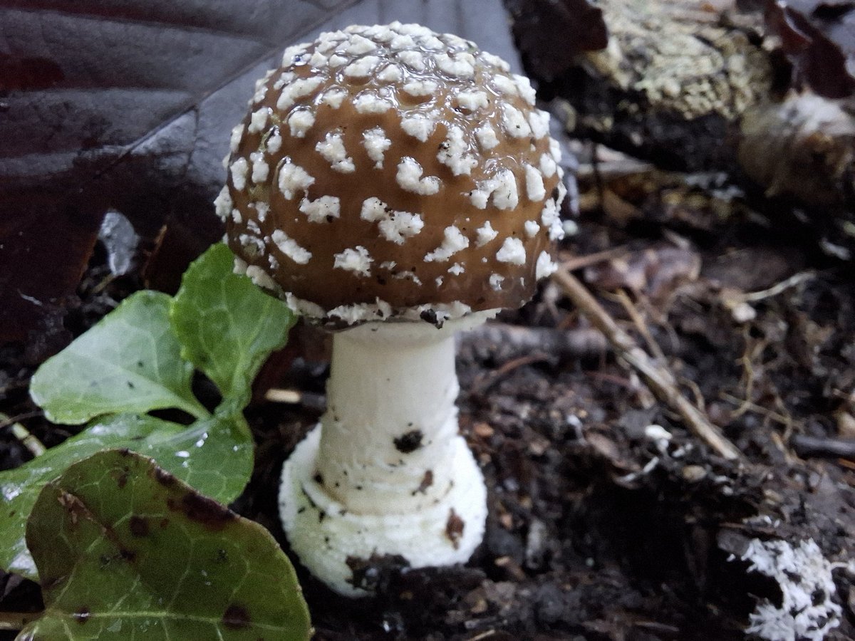 コロナをくらって潰れていました。皆様良いお年をお迎えください