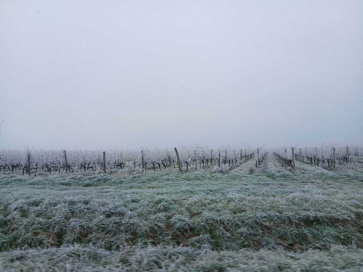 Mister Flech tweet media