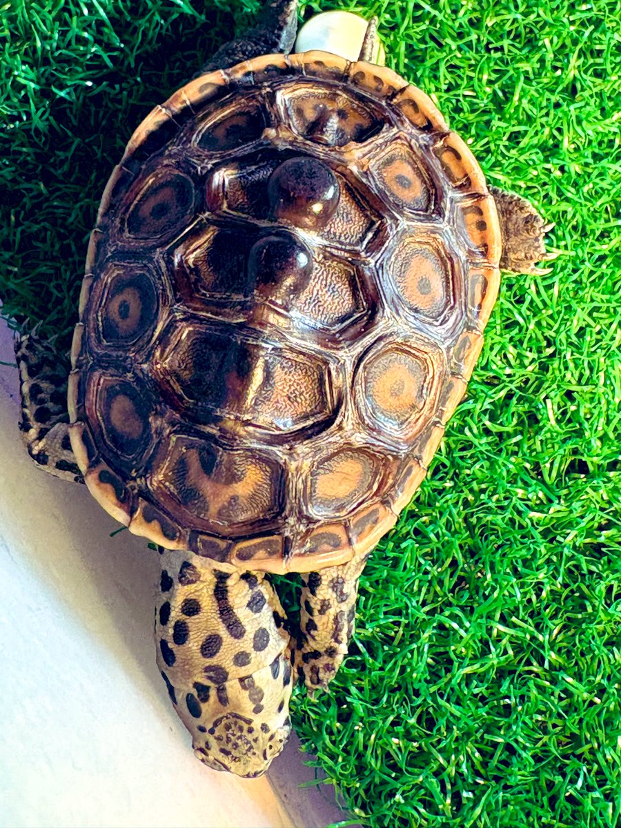 2025年も残すところあと僅か💡
今年は11匹(多分)の🐢達をお迎え💪
ハコガメもデビューしたり変わった個体にも手を出したりと新しい事に挑戦出来た１年になりました❗️
今年関わって頂いた皆様、ありがとうございました🙇‍♂️
2026年も新たな事に挑戦していけたら良いなぁ🙌

#ダイヤモンドバックテラピン
