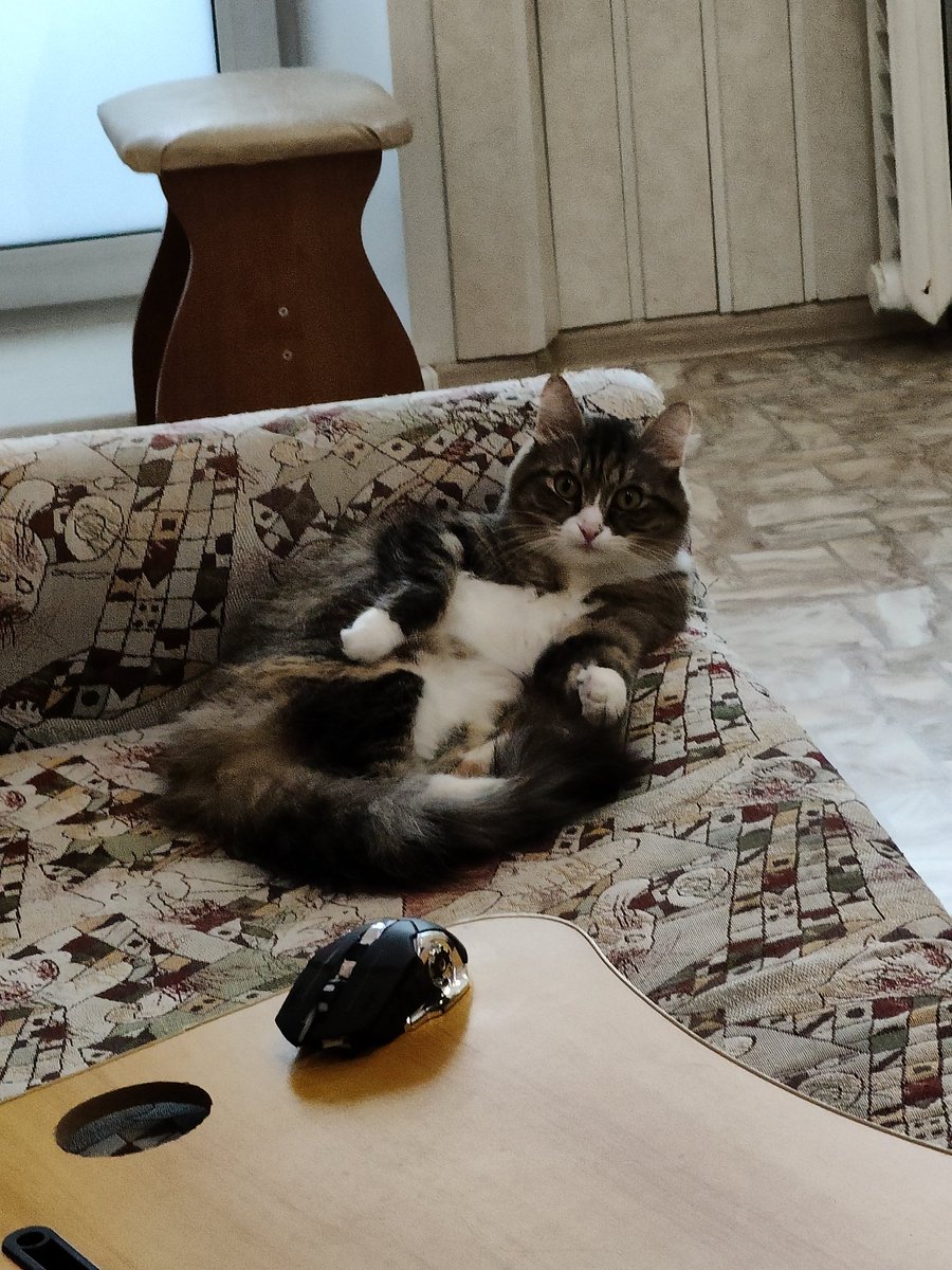 too_cute_dude's tweet photo. Перед новым годом в нашей семье она за батю https://t.co/as3iwF71v8