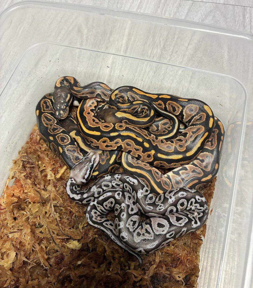 みく (@miku970624) / Posts / X