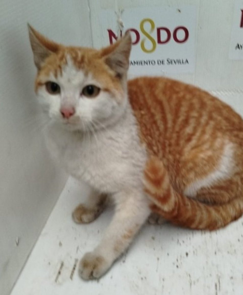 ALGUIEN CONOCE A ESTE GATITO?
#Sevilla 
En PERRERA
en situación "PERDIDO" 😥
Sin chip ☹️

Aún es un cachorro
Espero q si no aparece su familia
sea pronto puesto
en adopción

Te lo vas imaginando en casa? 🥹
Es muy dócil

#ZoosanitarioSevilla
955 47 26 36

x.com/i/status/20059…