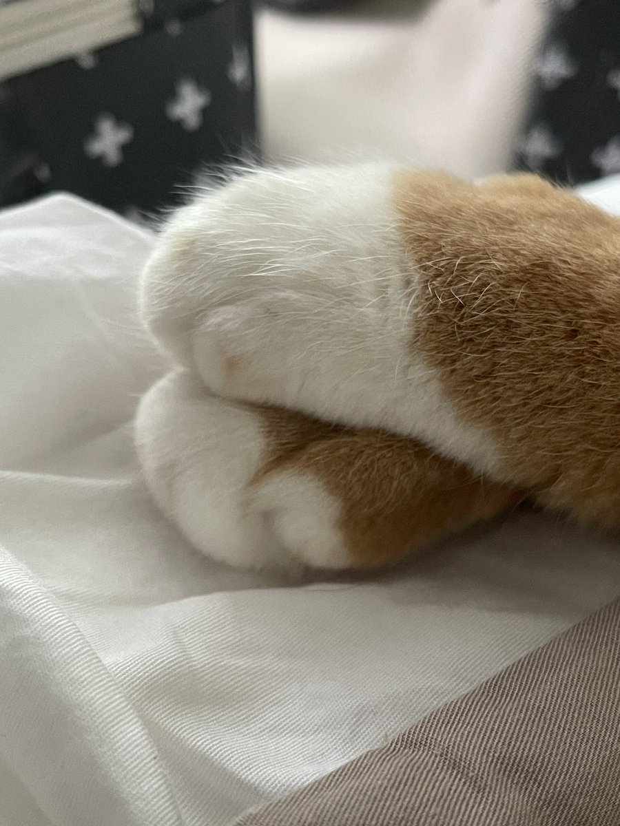 새해 복 많이 받으세요. 저 아는분들만요 키키
방치하던 계정이었는데 꿍시렁 거리는거 다 들어쥬시구 넘 감사했습니다. 내년에도 받아주세요 😈