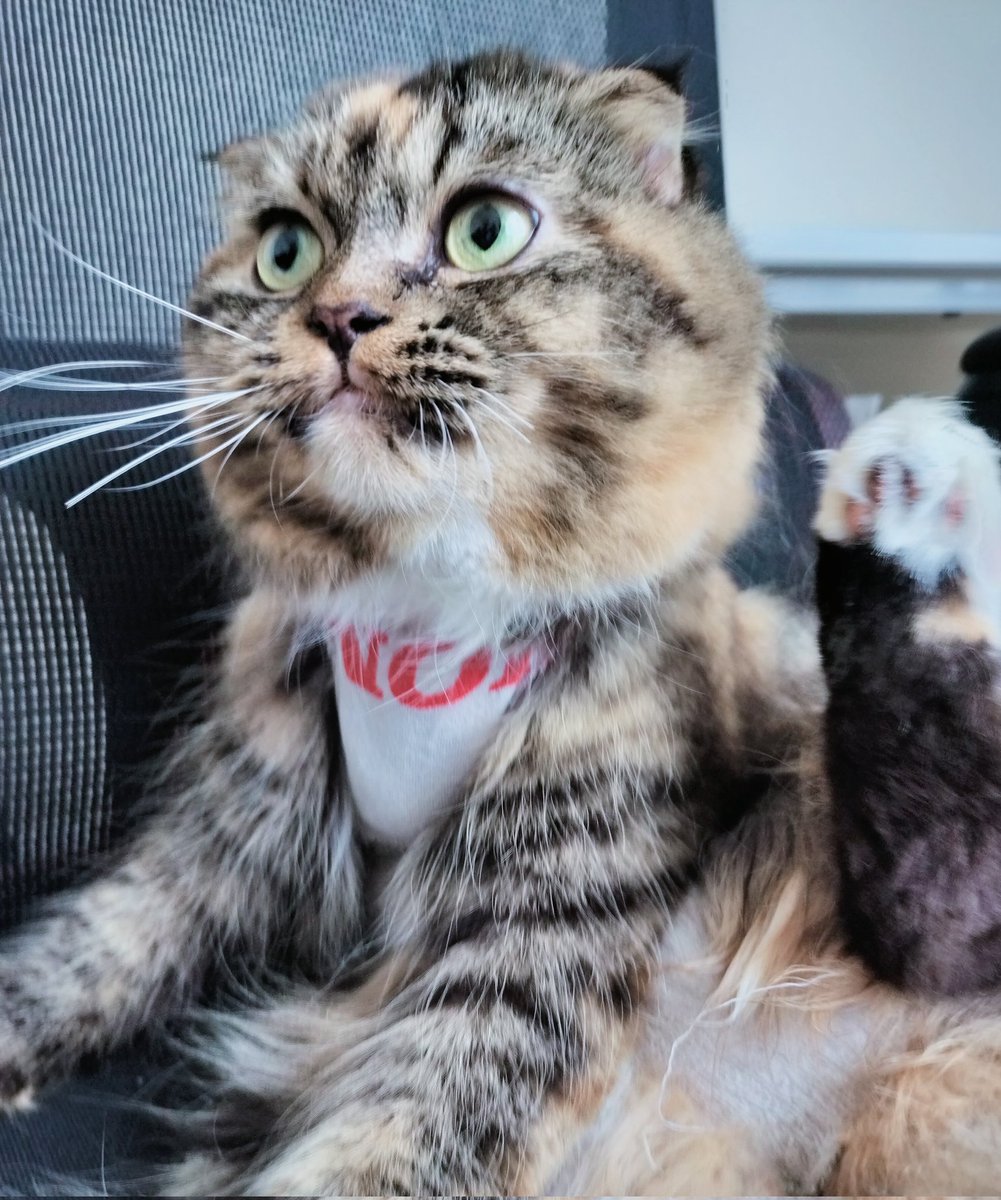 うちの猫5歳、避妊手術うけました