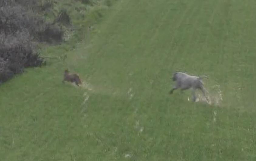 LeagueACS's tweet image. A Gloucestershire hunt was filmed chasing a fox— only stopping when a saboteur intervened. It’s time to close loopholes, ban trail hunting, and hold offenders accountable. It’s #TimeForChange.

📷 Three Counties Hunt Saboteurs