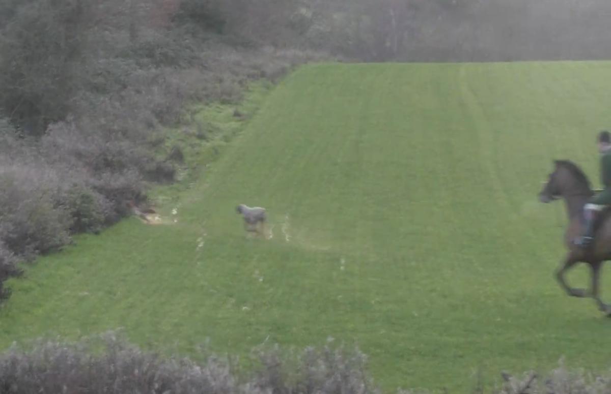 LeagueACS's tweet image. A Gloucestershire hunt was filmed chasing a fox— only stopping when a saboteur intervened. It’s time to close loopholes, ban trail hunting, and hold offenders accountable. It’s #TimeForChange.

📷 Three Counties Hunt Saboteurs