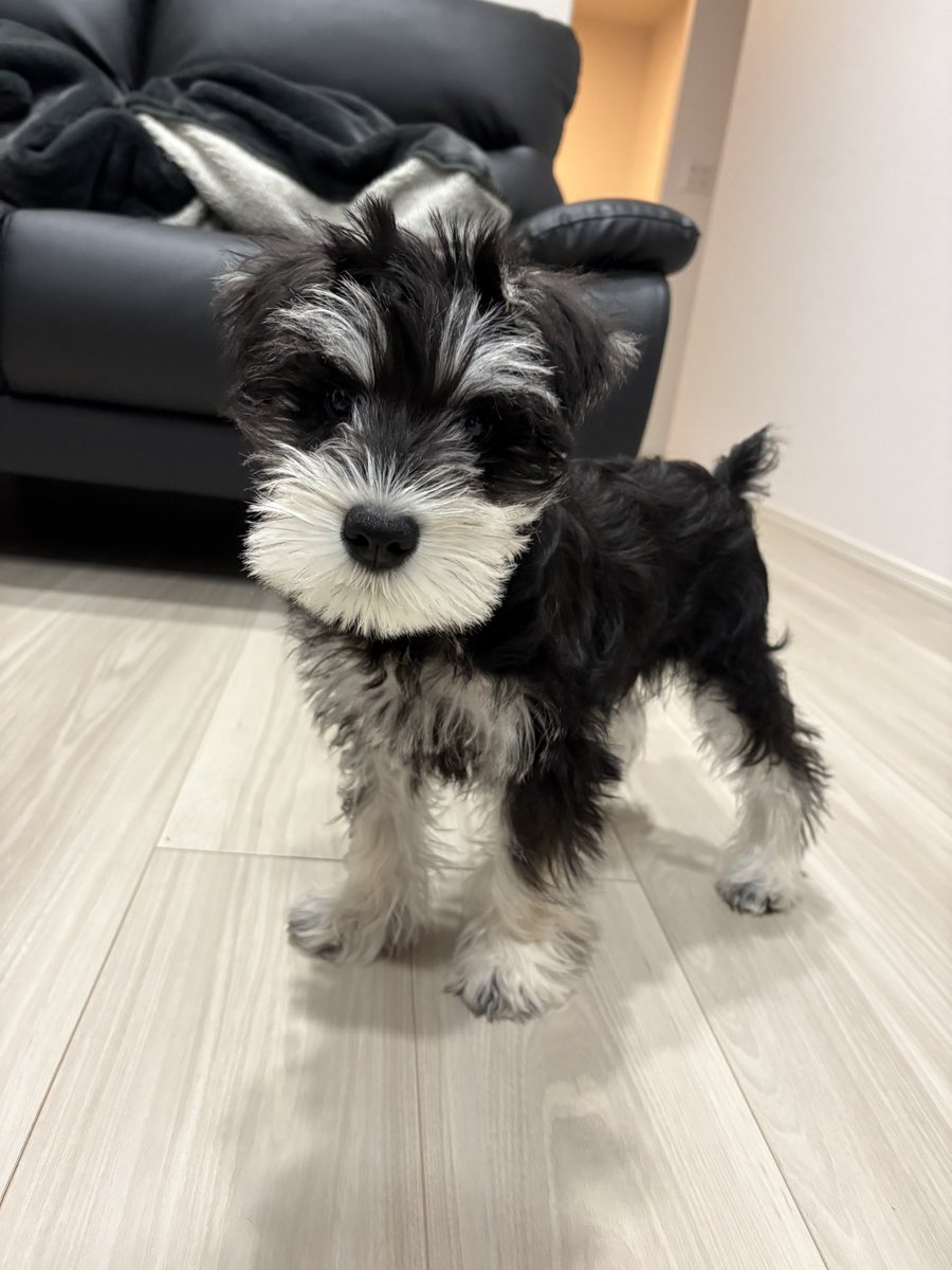 麻🐕コミックス詐騎士15巻発売！ tweet media