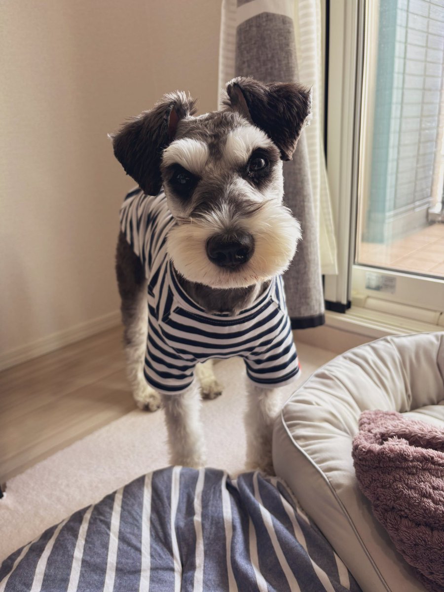 麻🐕コミックス詐騎士15巻発売！ tweet media