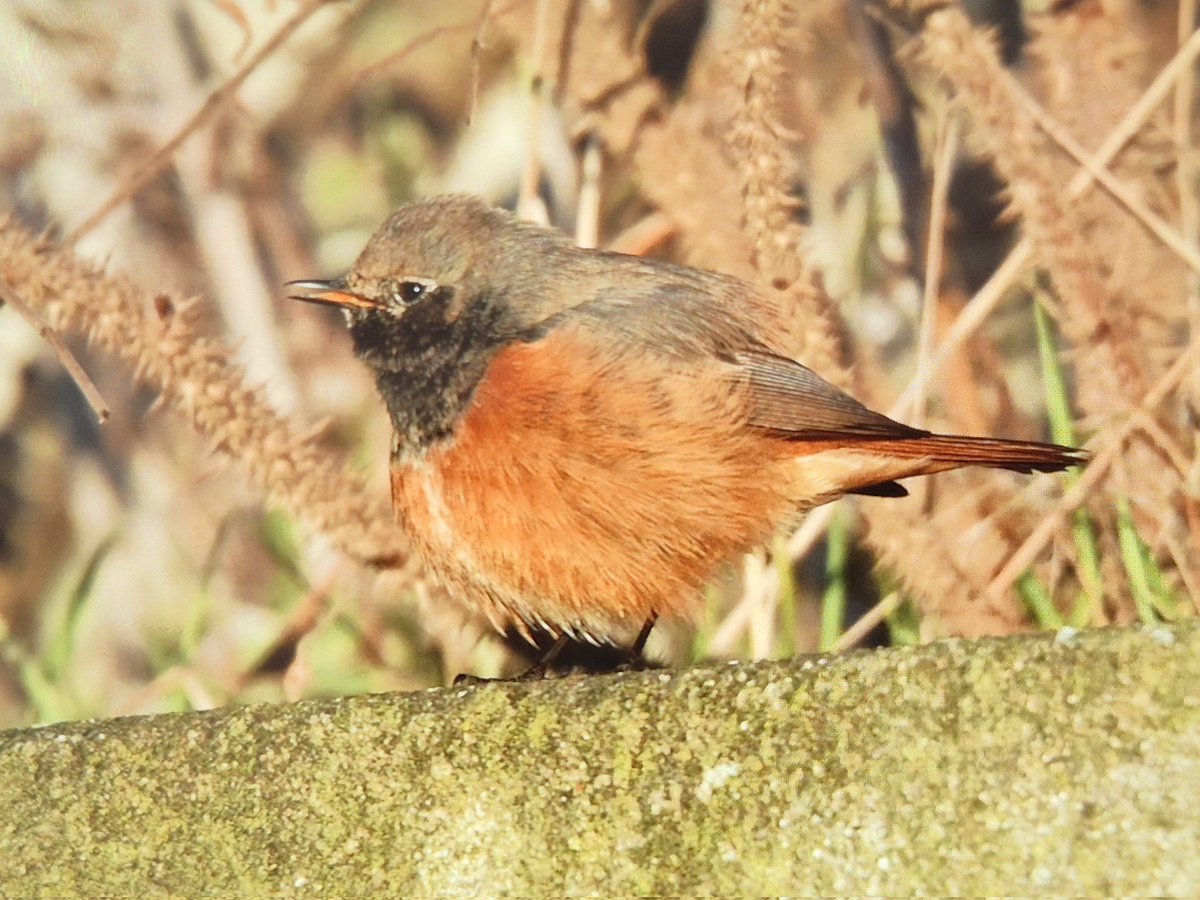 mick davis tweet media