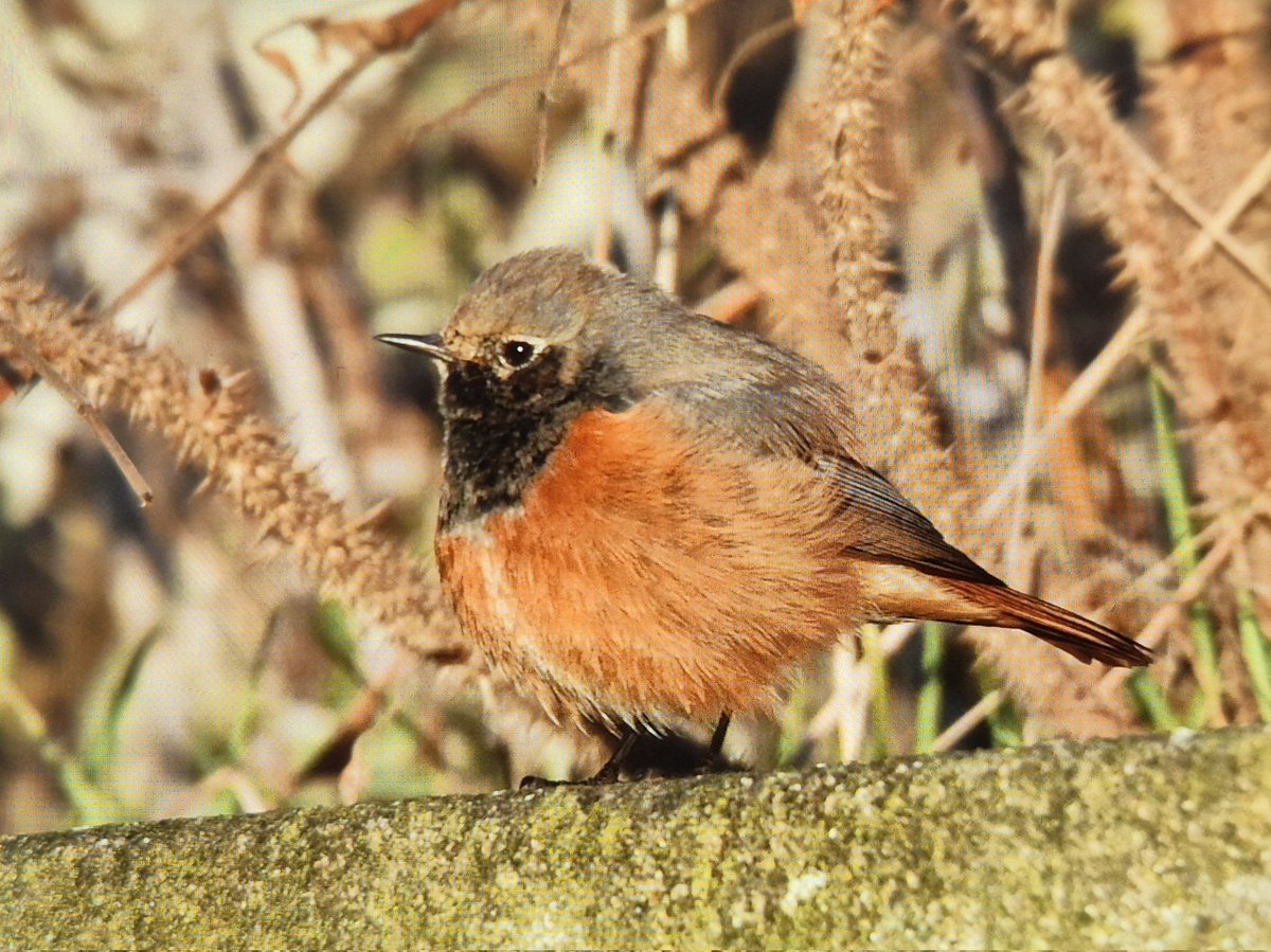 mick davis tweet media