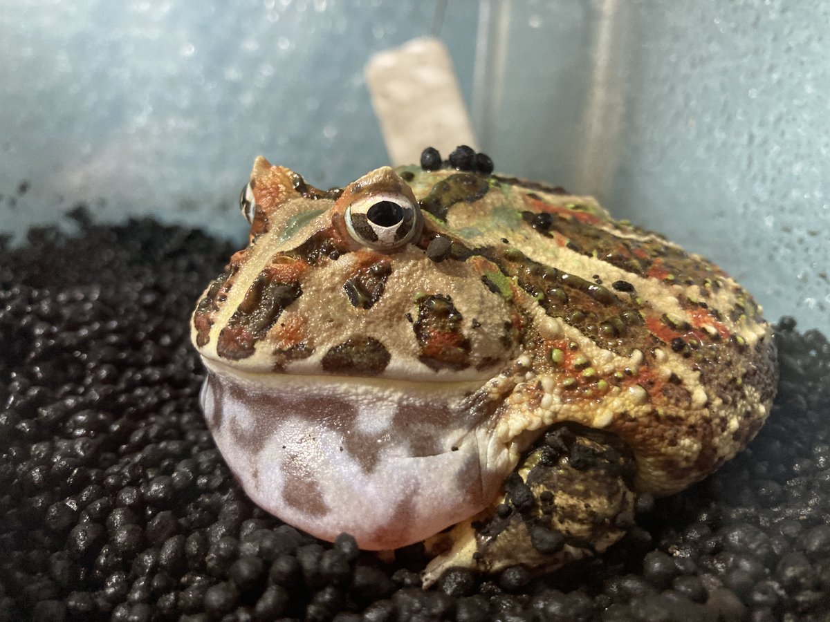 本年も大変お世話になりました！ 鳥さん撮影に、マラソン、カエル