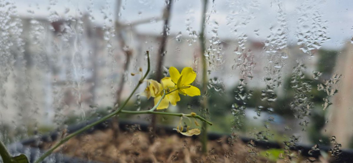 Comrade_report's tweet image. Between tension and silence there is a moment,
where pain does not scream, but trembles stiffly.
Pain that has no voice,
only a weight that settles between words.
In the silence, where each breath
speaks more than a gravestone.
It blooms
___ __
hope.

Ukraine, October 2025