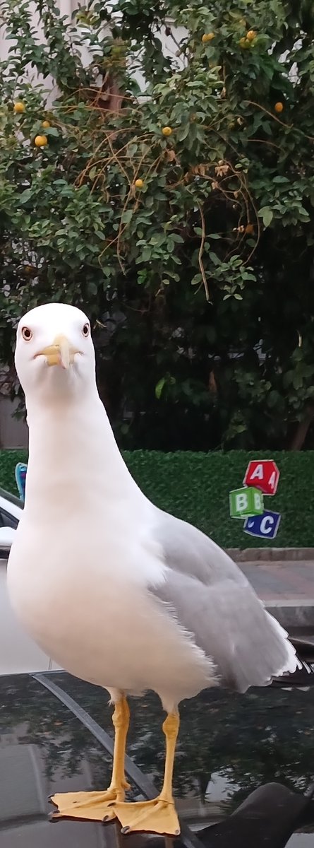 Hepimiz için güzel bir yıl olsun. Mutlu yıllar...🌲⛄😊