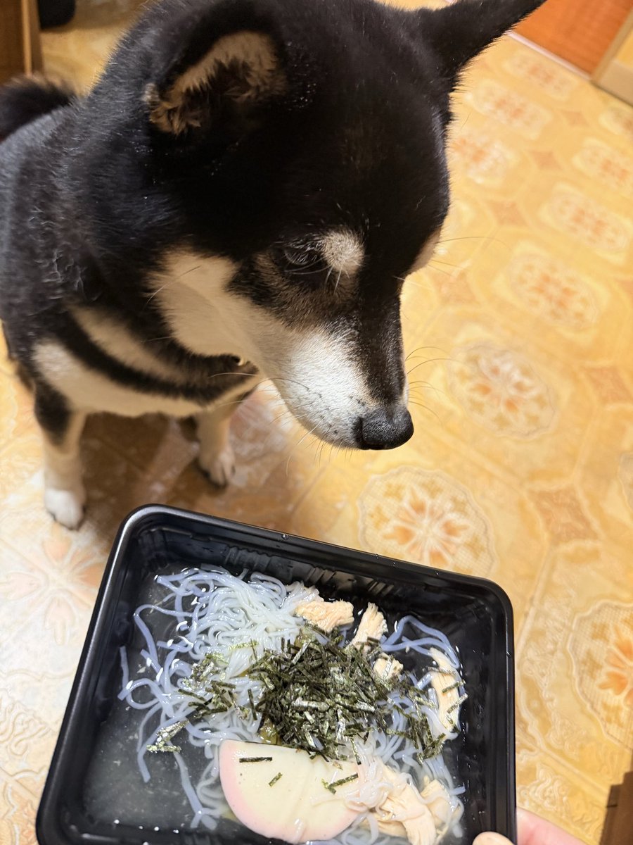 今年もたくさんお世話になりました🙌
ありがとうございました🫶
来年もよろしくお願いいたします🙇‍♀️

年越しそばが早く食べたい🐶🥢を添えて💁‍♀️