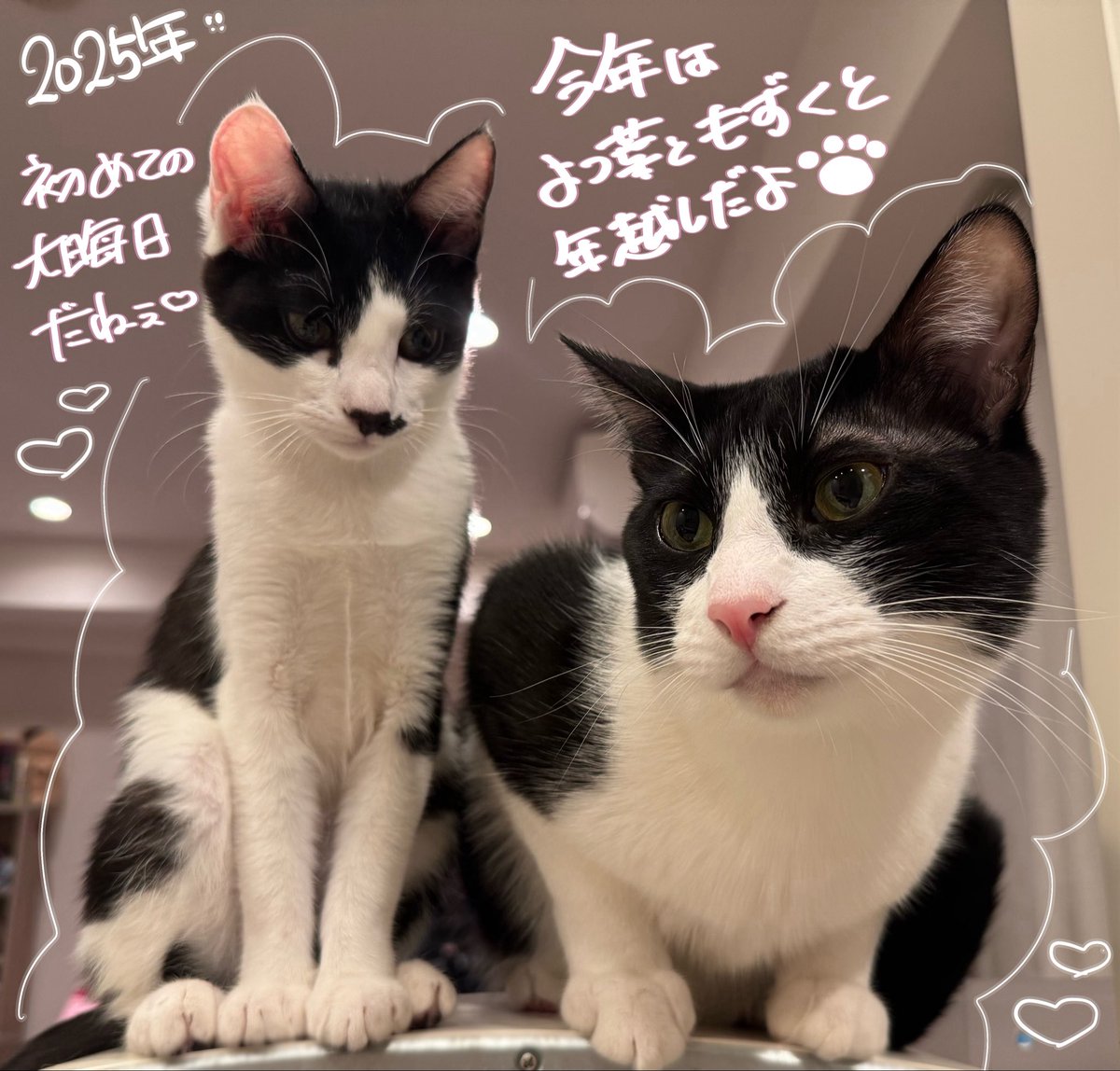 毎年大忙しなかのんちゃん。今年はにゃんこ達も増えて更に大忙し。咳が