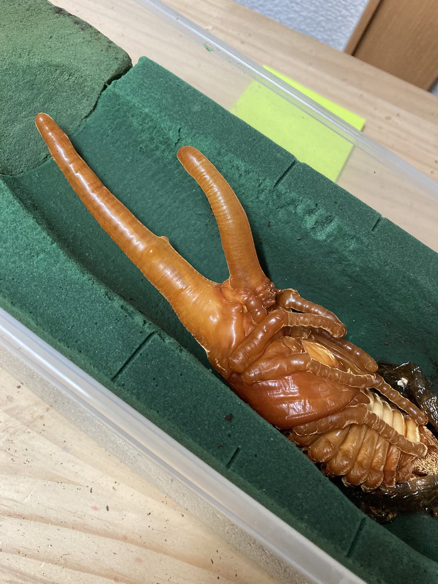 ツー (@two_kabutomushi) / Posts / X