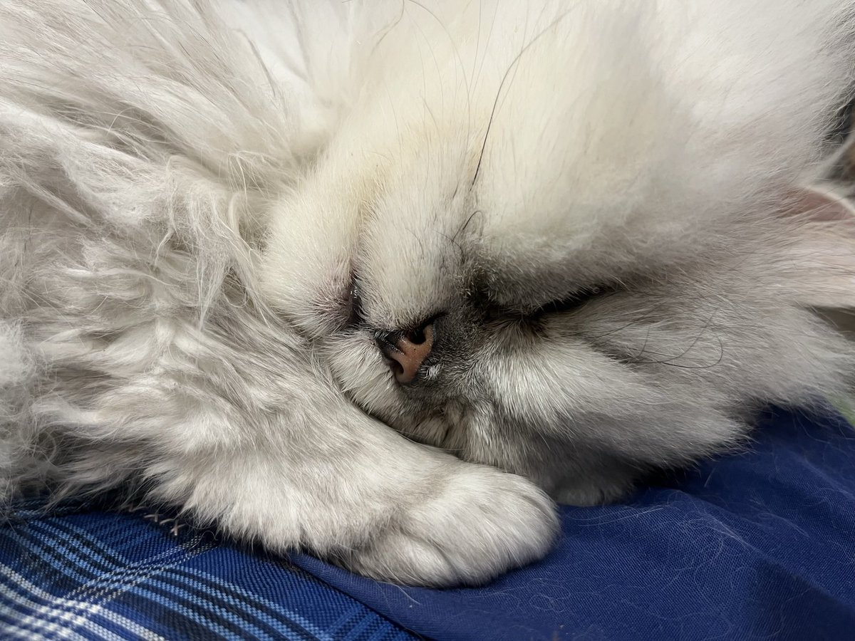 anarchy9786's tweet image. 내년에도 다들 건강하게