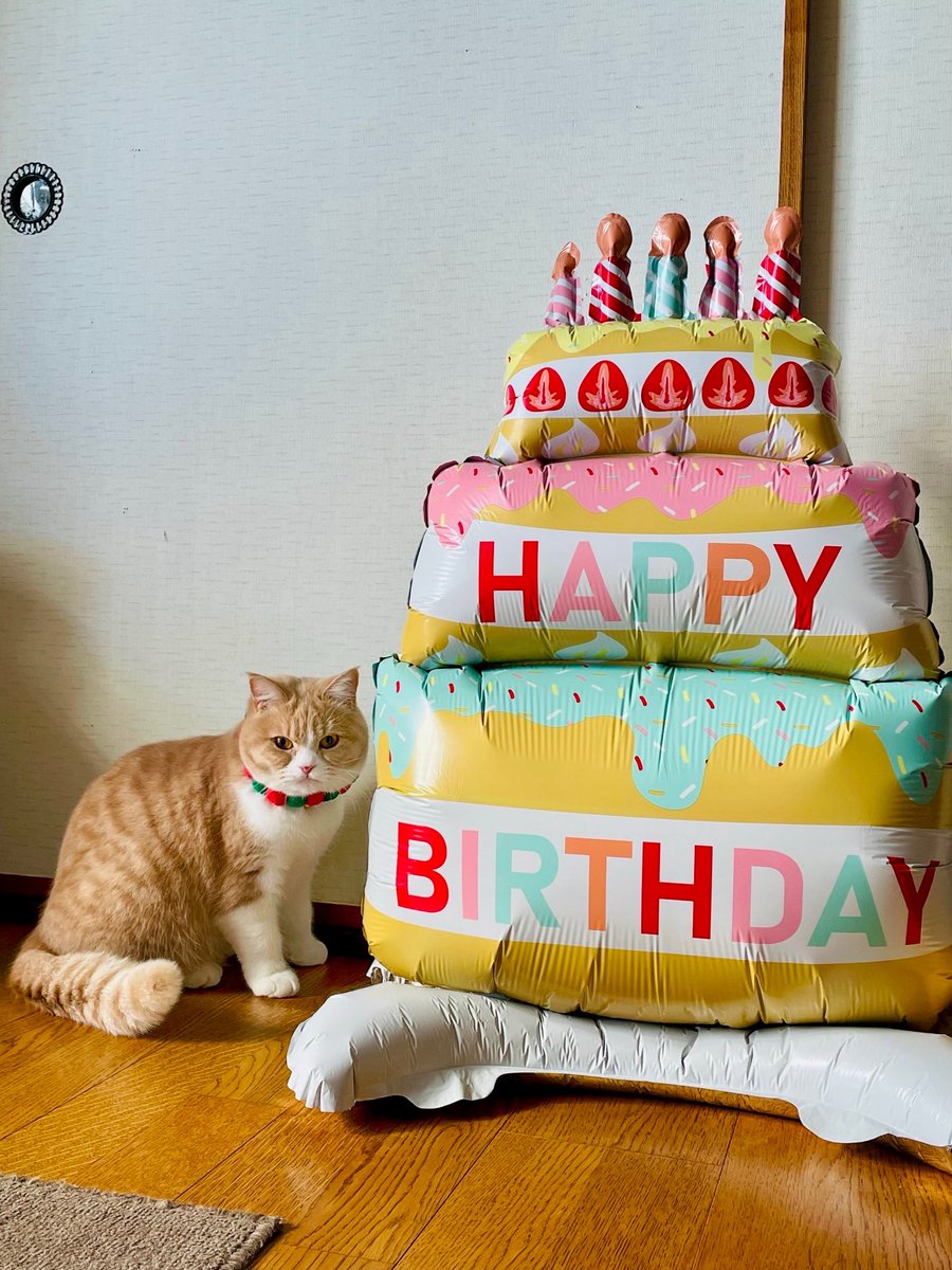 🐱18日はるるちゃんの誕生日でした🎂 #スコのるる #ねこのいる暮らし𓏲𓎨