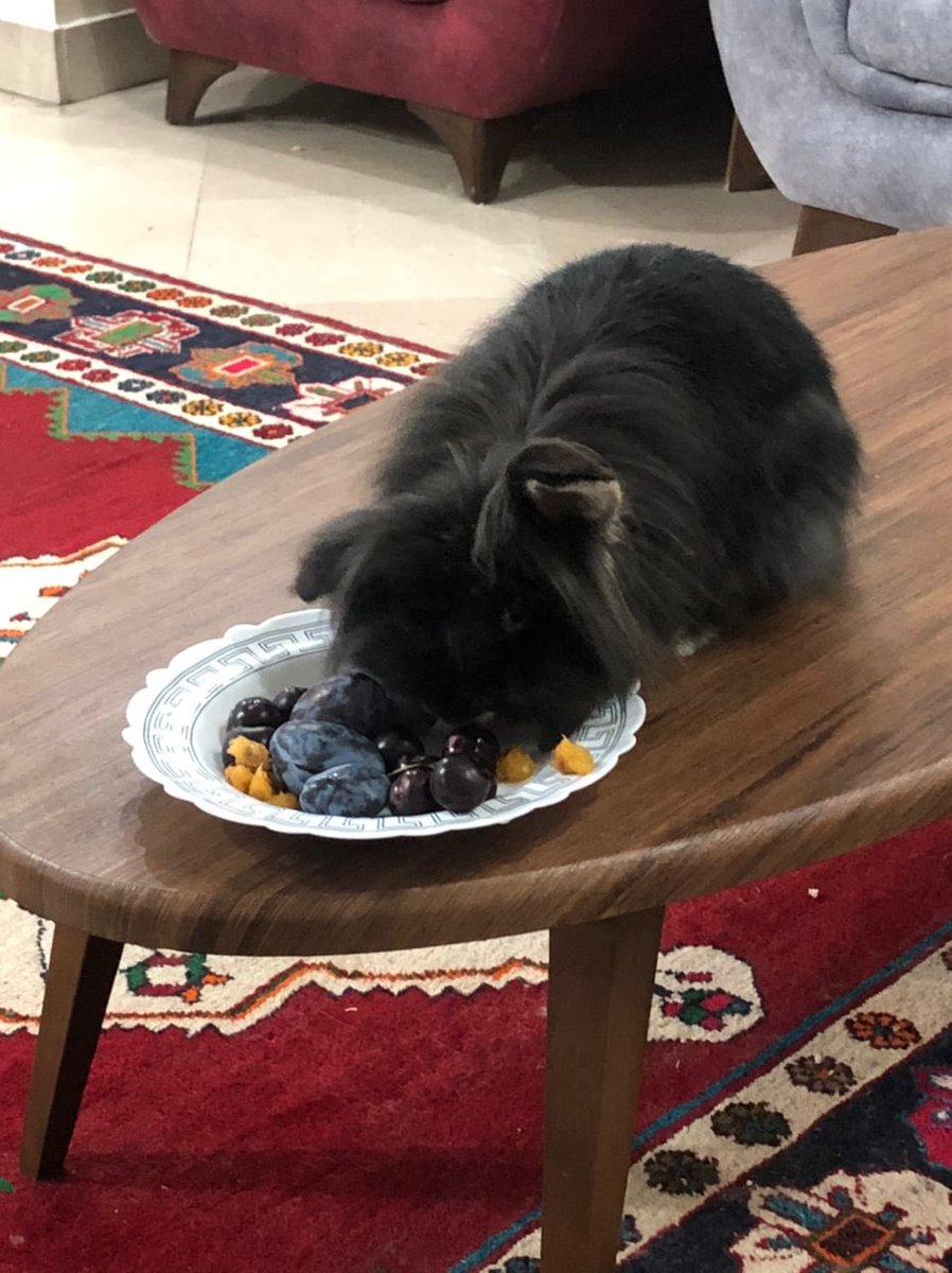نرگسی🐰 tweet media