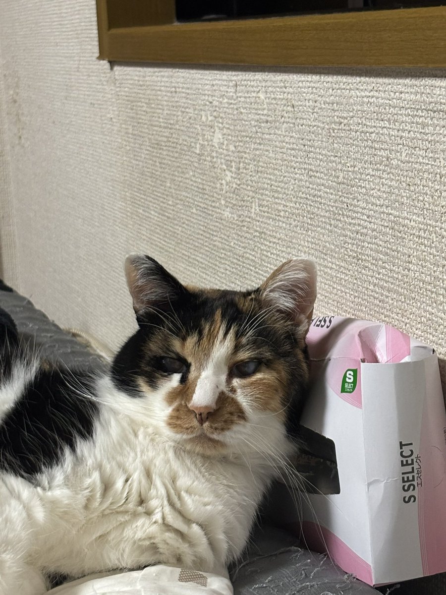 よすが tweet media