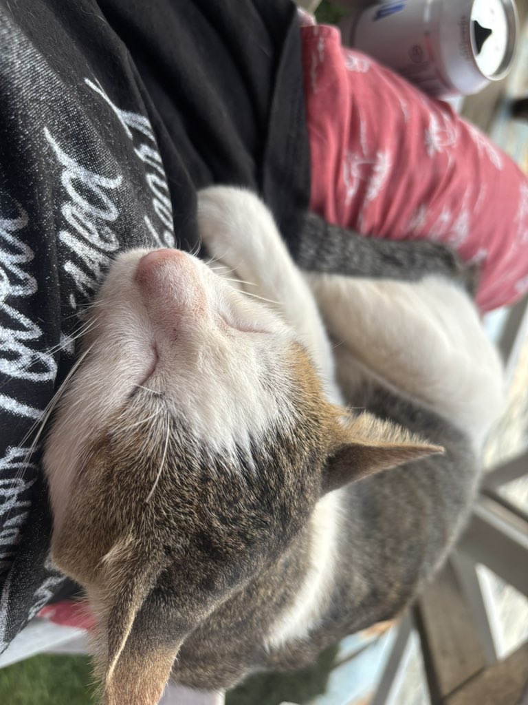 yuma1559's tweet photo. カンボジア🇰🇭の猫とカエル https://t.co/HiDZyqVPip