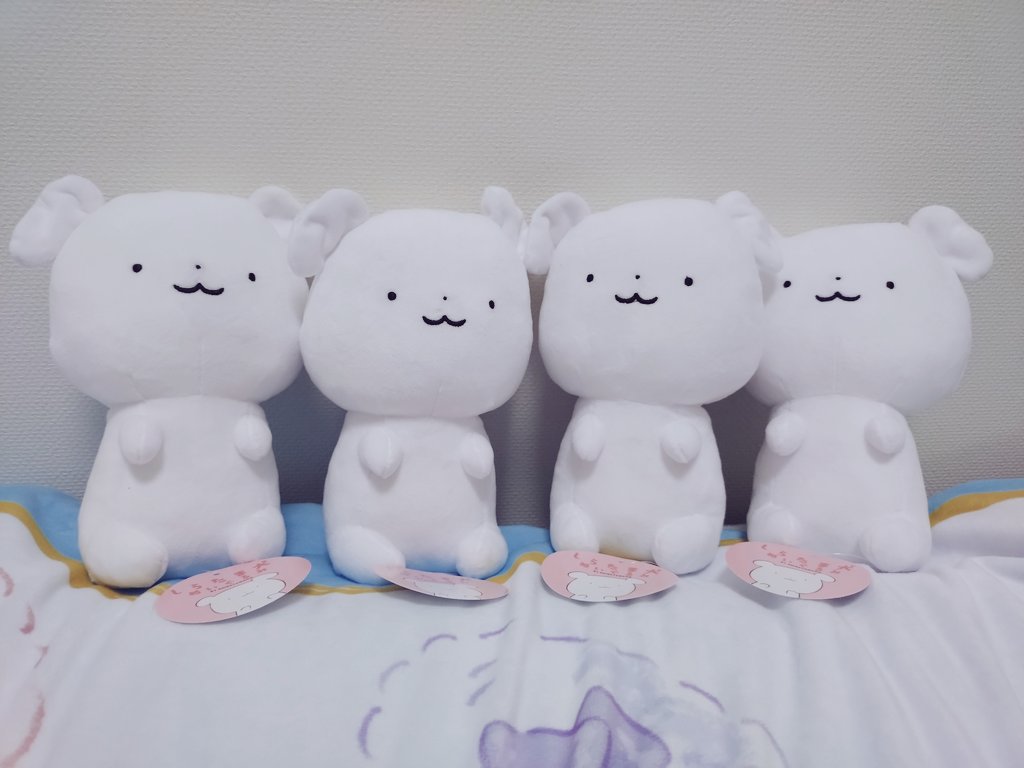 しらたま❄️『星シロ』Switch版12/11発売🐈‍⬛🚂🌟 (@shiratamacaron