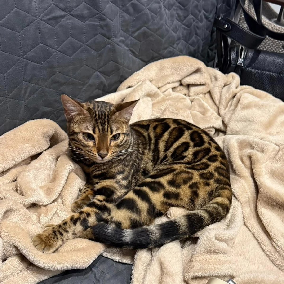 Mi gata Afina está desaparecida en Alicante centro (zona Calle Trafalgar).
Es doméstica, muy sociable, está esterilizada y tiene microchip.

Creemos que es posible que alguien la haya recogido pensando que no tenía dueño

📞 Teléfono: +34 641 198 041
💬 WhatsApp: +380 98 252 4188