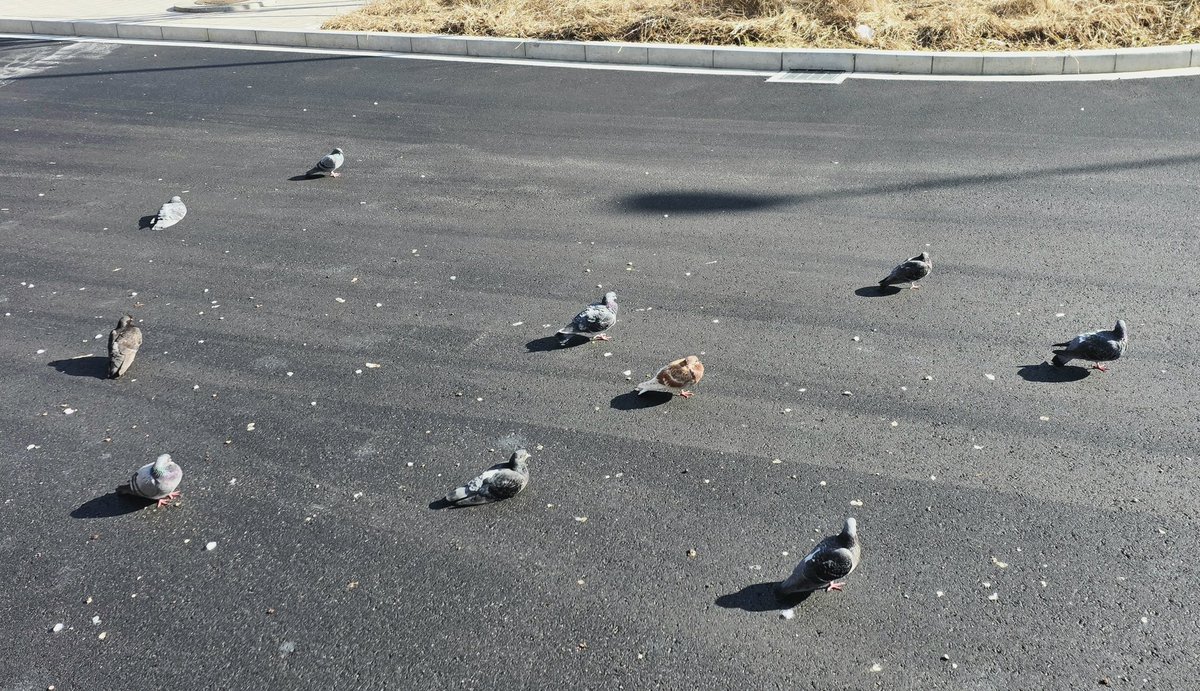 今年もいろいろな方にお世話になりましたありがとうございました。駅前にまた鳩がたくさんいました。ほとんどの鳩は陽が射すほうを向いてました。もしかしたら何かに希望を見出だしてるのかもしれません( ◜ᴗ◝)
鳩は平和の象徴のようなので2026年は近しい人たちが平和に過ごせたら良いです( ◜ᴗ◝)