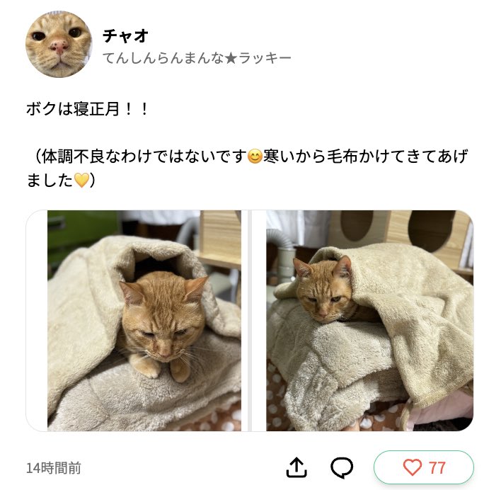 ゆっくりねこ 様 寝正月も良きﾆｬの🍊〜 狭いキャリーで閉じ込められていた ところを保護