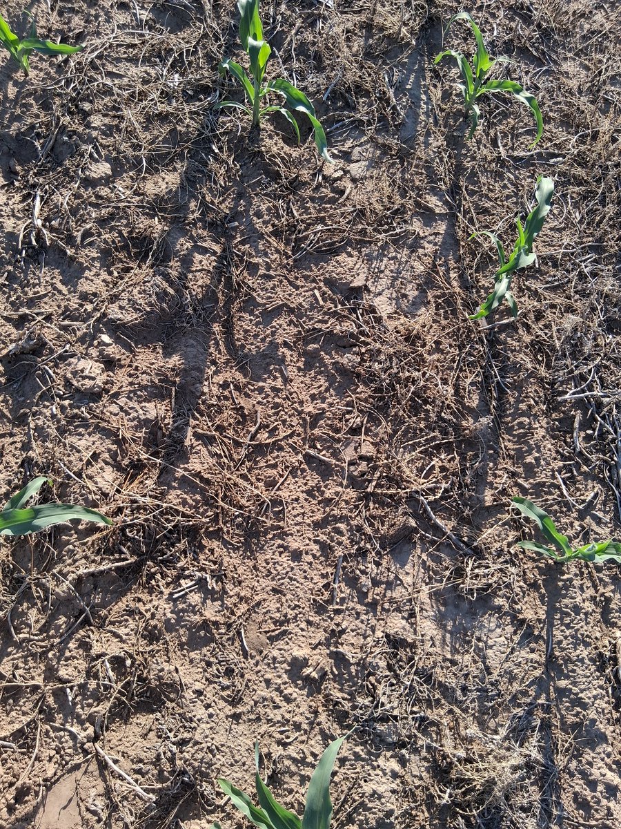 Un productor amigo en cada sementera le hace tributo al gran PAPO, con el tema Juntos a la Par. Que HDP siembra un gran % de dobles. Matarlo es poco.