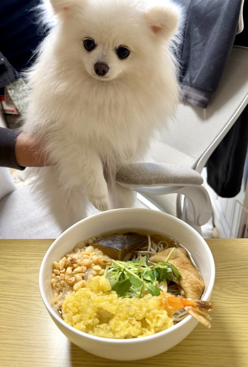 今年もお世話になりました！
今年は1歳になって、去年よりもたくさん一緒にお出掛けして、お友達にも会えて、楽しい1年だった☺️
来年も元気に楽しく過ごせますように😌
良いお年を☺️
#ポメラニアン #年越しそば