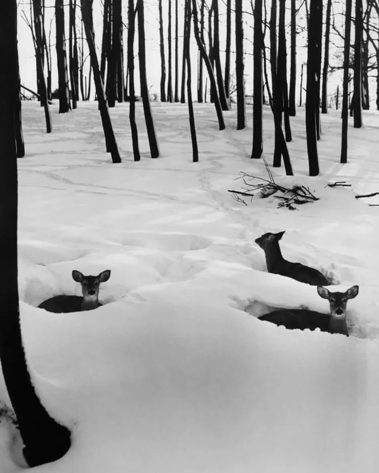 📸 Harold M. Lambert (1940)